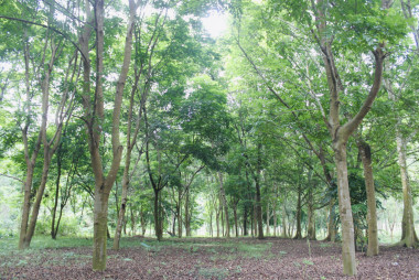Phê duyệt Phương án Quản lý rừng bền vững giai đoạn 2022-2030 của Ban quản lý Khu Bảo tồn Thiên nhiên Pù Huống