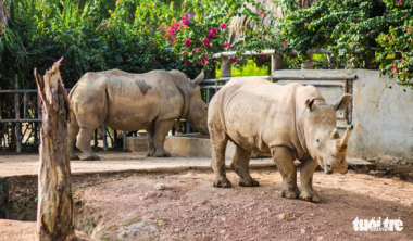 6 con tê giác chết bất thường trong khu sinh thái