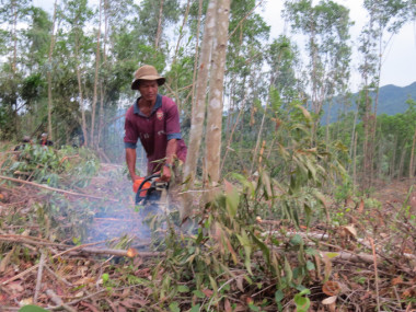 Nghề khai thác keo thuê và những lần chia nhau tới hạt muối cuối cùng