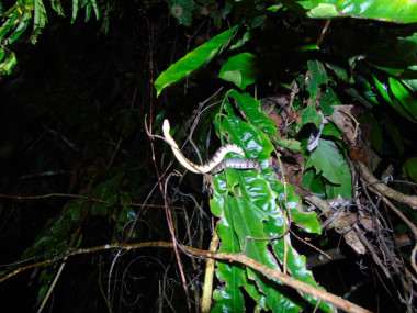Đặc điểm khu hệ bò sát, ếch nhái tại Khu BTTN Pù Huống