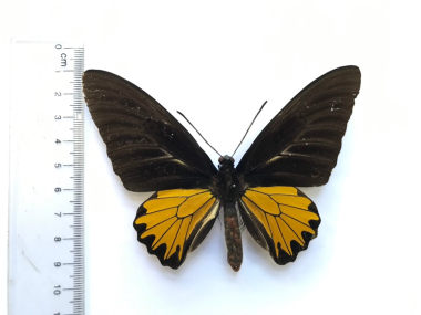 Dữ liệu ban đầu về các loài Côn trùng cánh vảy (Lepidoptera) tại Khu BTTN Pù Huống