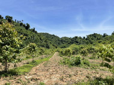 Đồng chí Nguyễn Đình Thanh: Nỗ lực bền bỉ trong công tác quản lý rừng trồng, giám sát bảo vệ rừng và bảo tồn đa dạng sinh học năm 2025