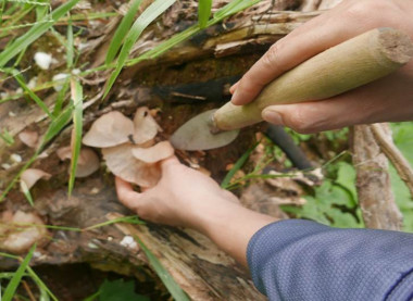 Kết quả thực hiện nhiệm vụ: Điều tra thành phần và đề xuất giải pháp phát triển hiệu quả, bền vững các loài nấm ăn, nấm dược liệu tại Khu BTTN Pù Huống, Nghệ An.