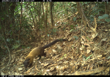 Kết quả Ứng dụng Công nghệ tiên tiến, hiện đại trong quản lý, điều tra, giám sát tài nguyên rừng tại Khu BTTN Pù Huống