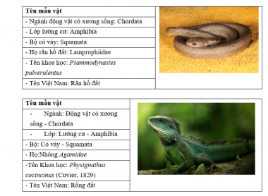 Điều tra, sưu tập các mẫu tiêu bản động vật rừng tại Khu bảo tồn thiên nhiên Pù Huống.